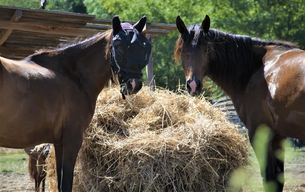Valorisation de chevaux à Chilly