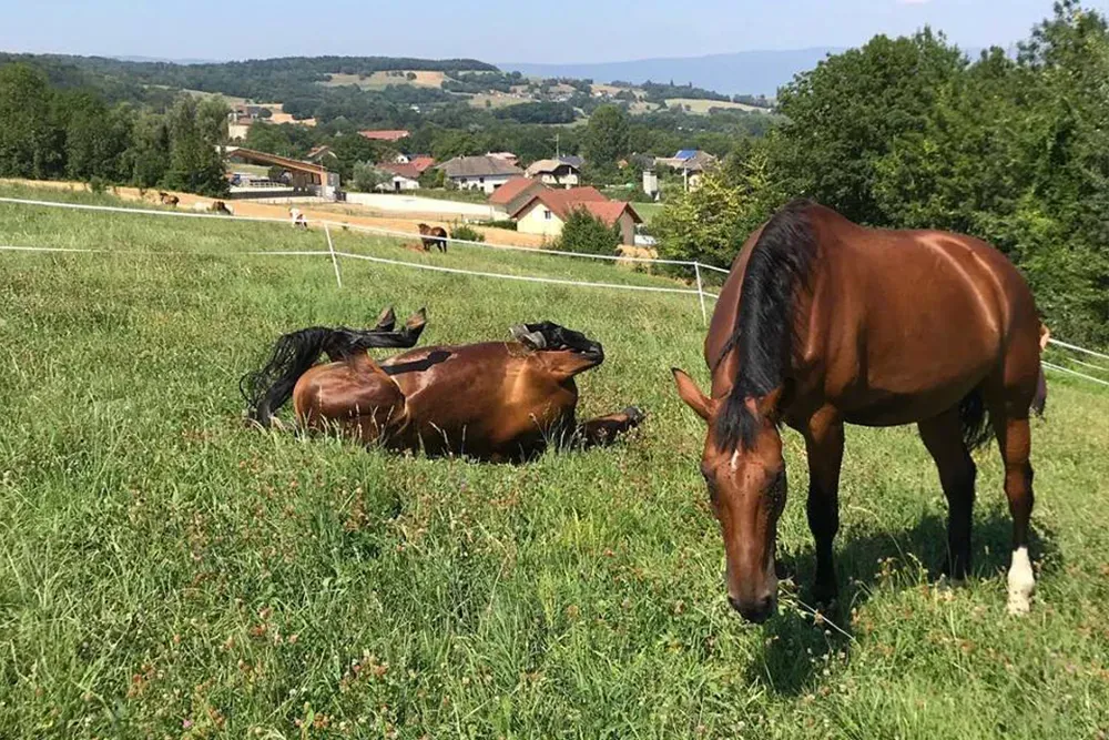 nos chevaux