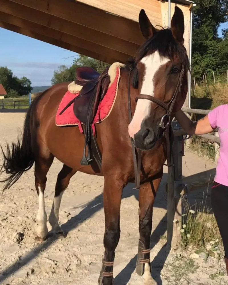 cheval